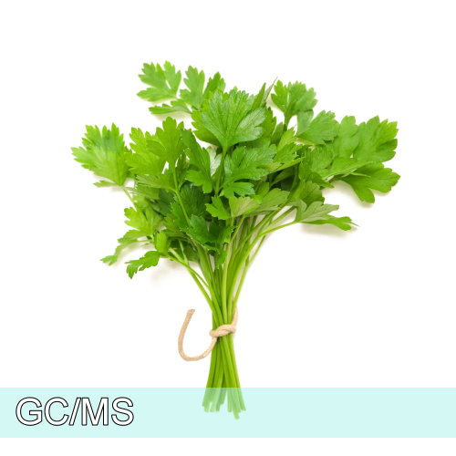 Coriander leaf-芫荽葉